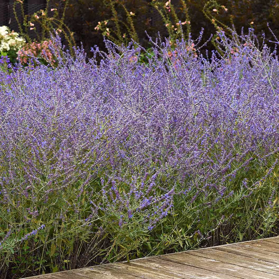 CrazyBlue Russian Sage - thumbnail 2