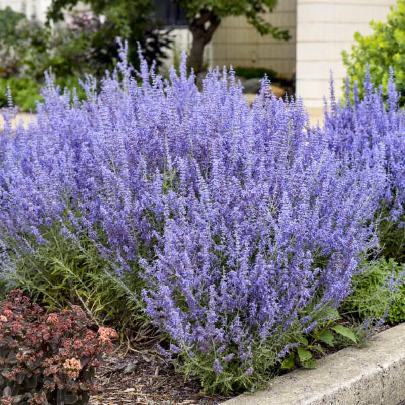 CrazyBlue Russian Sage - thumbnail 3