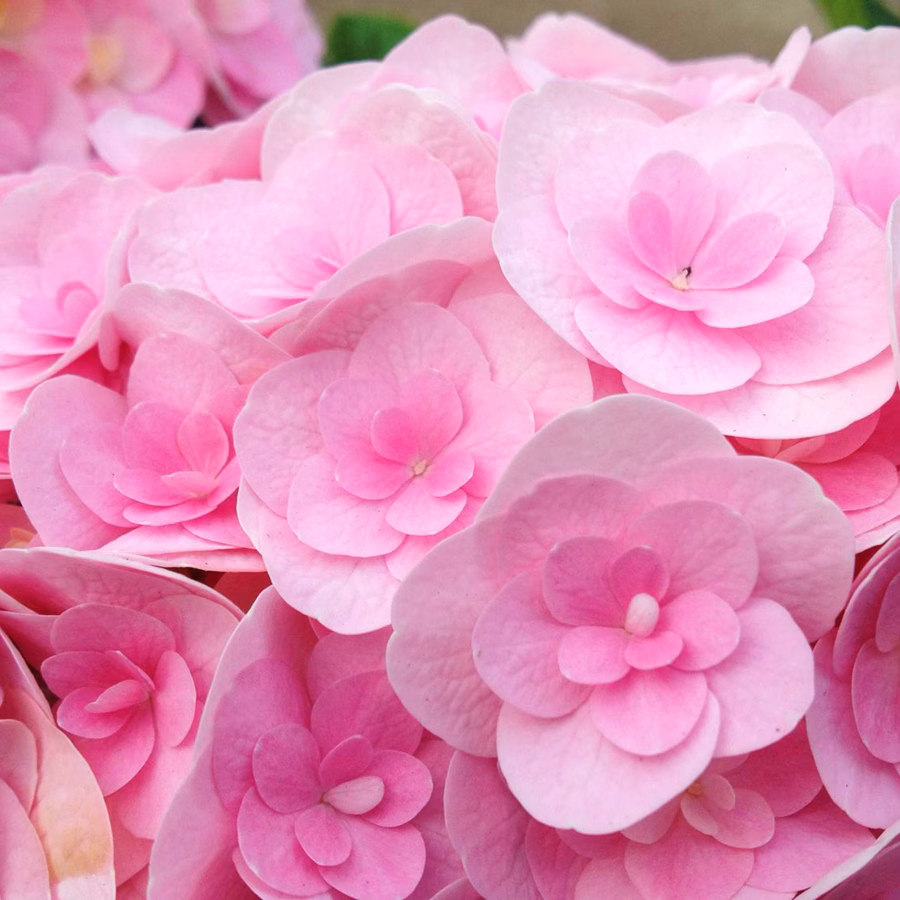 Love Hydrangea