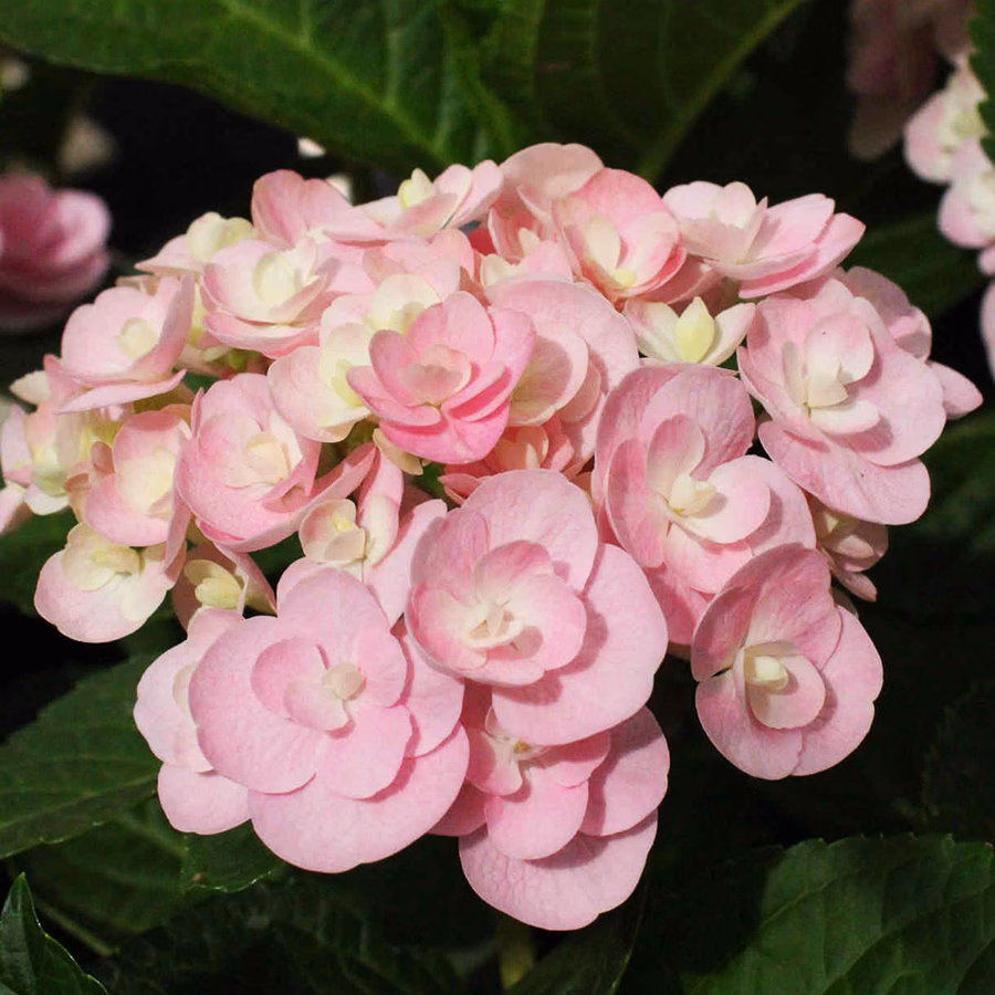 Love Hydrangea - thumbnail 3