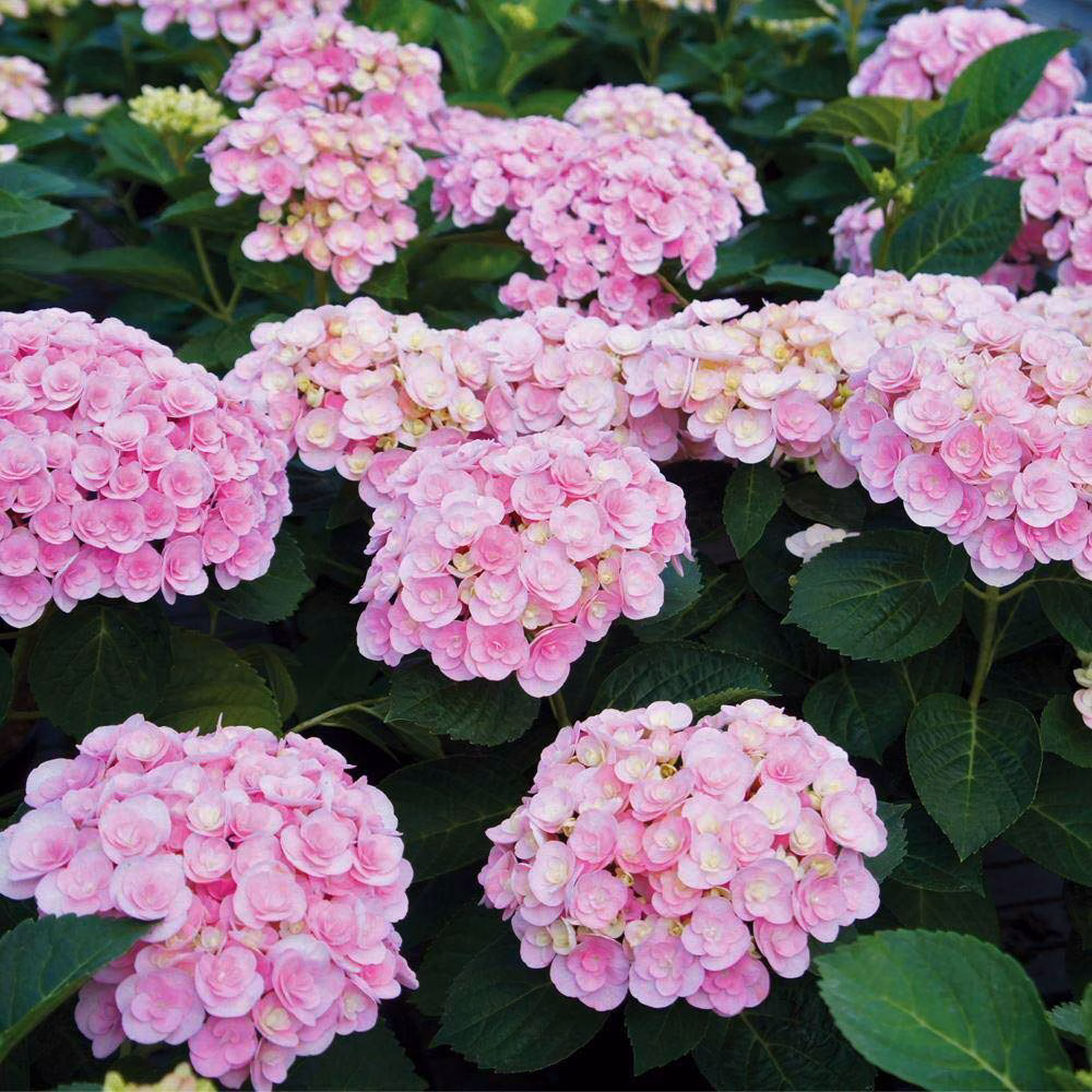 Love Hydrangea - thumbnail 2