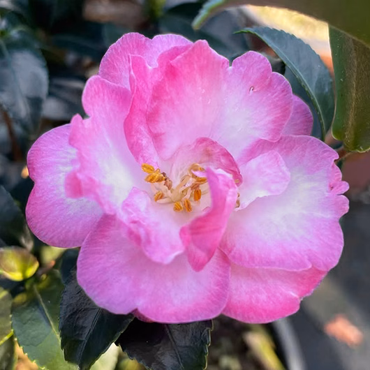 October Magic® Orchid Camellia - thumbnail 2