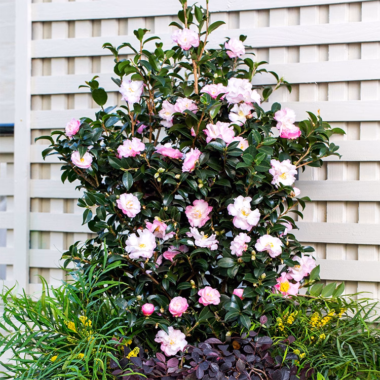 October Magic® Orchid Camellia - thumbnail 3