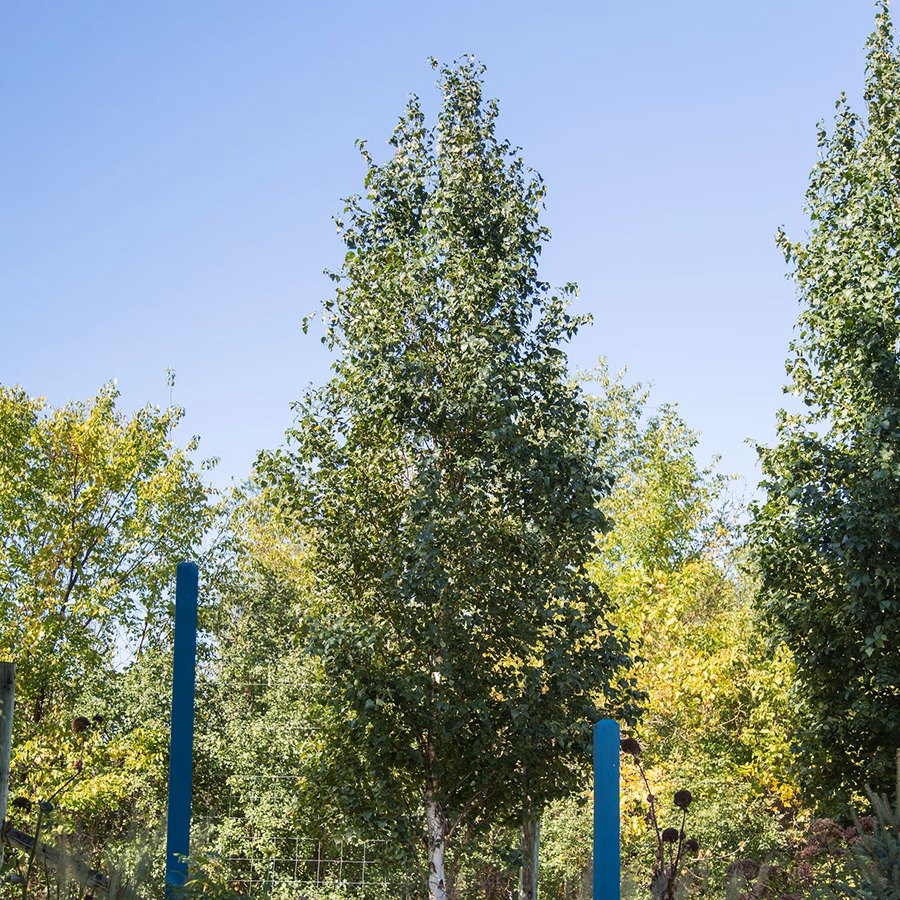 Parkland Pillar® Birch