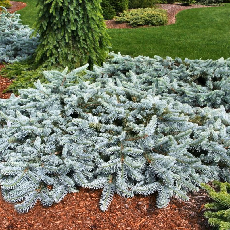Spreading Colorado Blue Spruce