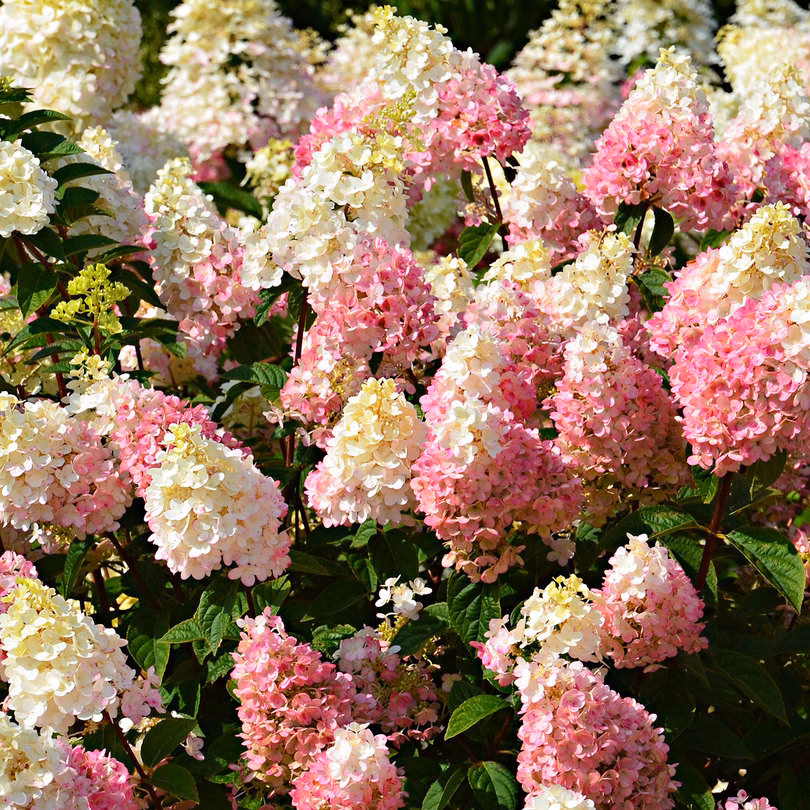 Sundae Fraise Hydrangea