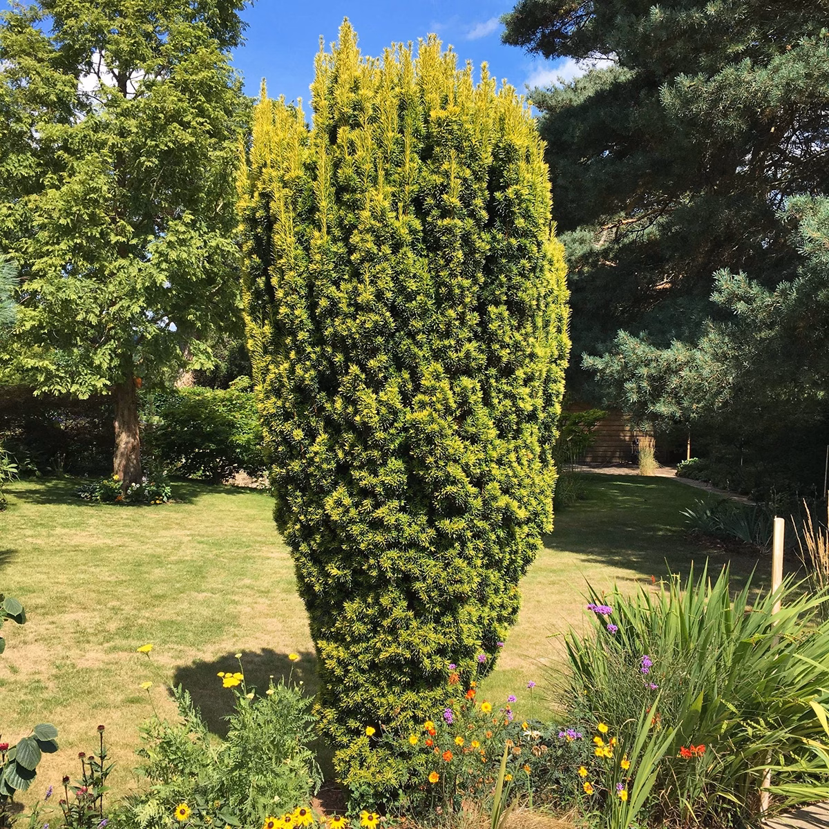 Golden Irish Yew