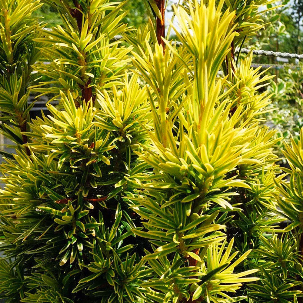Golden Irish Yew - thumbnail 5