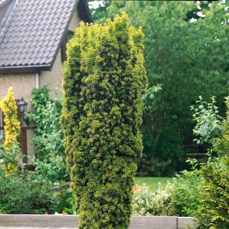 Golden Irish Yew - thumbnail 3