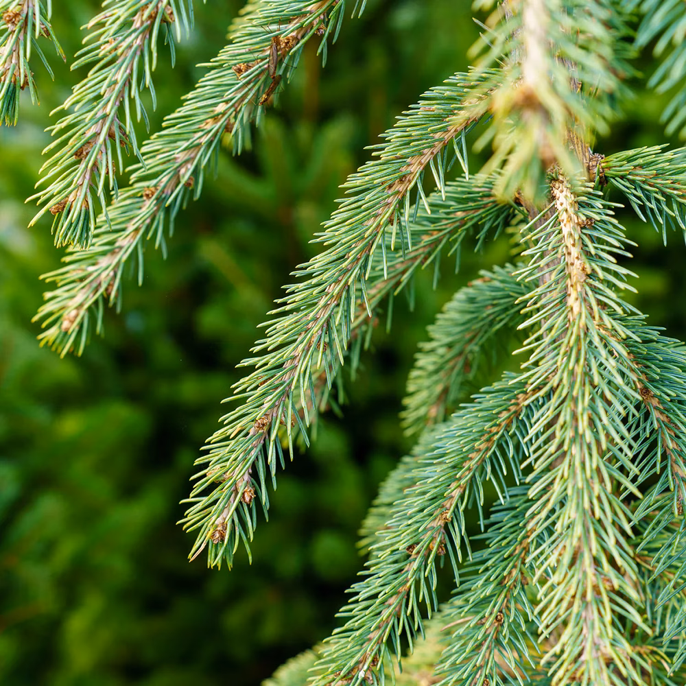 Weeping White Spruce – Tree Form - thumbnail 2