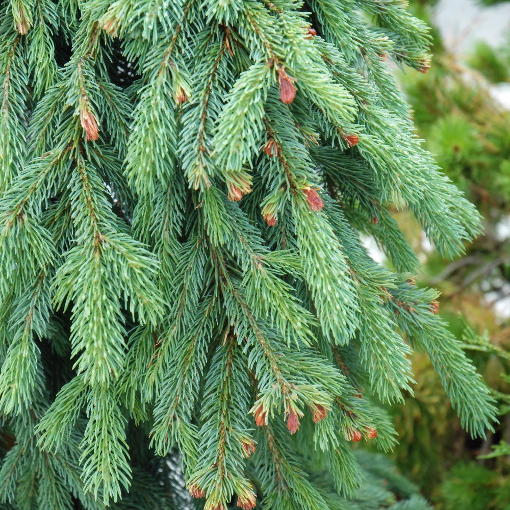 Weeping White Spruce – Tree Form
