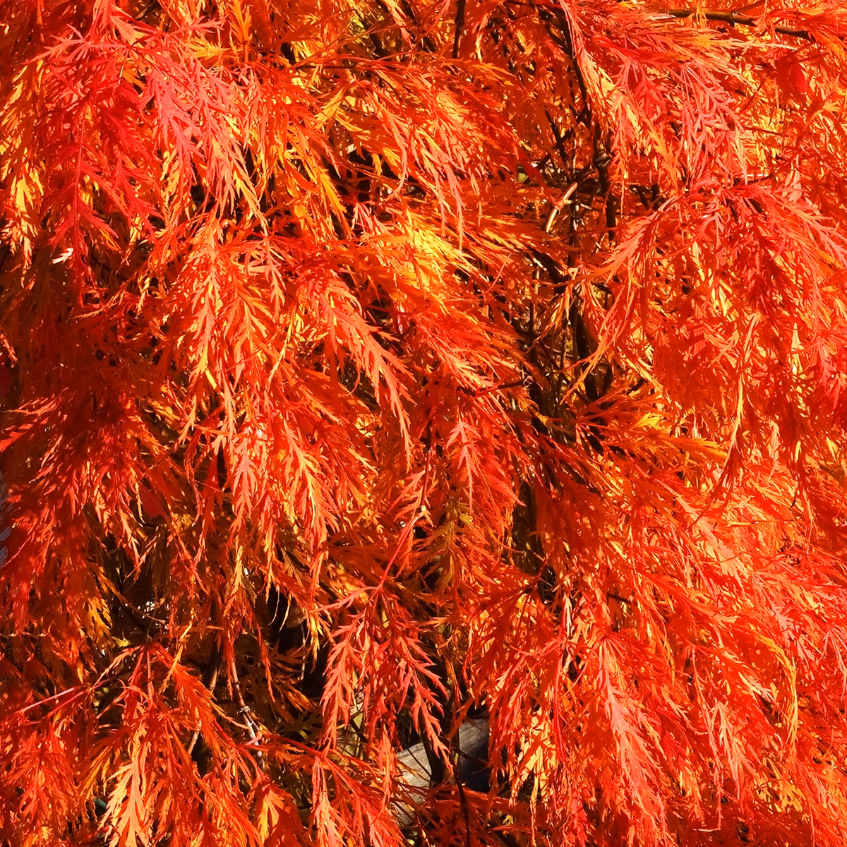 Autumn Fire Japanese Maple