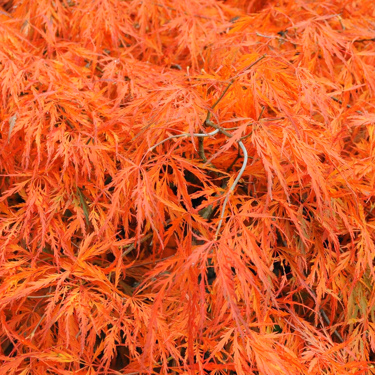 Autumn Fire Japanese Maple - thumbnail 2