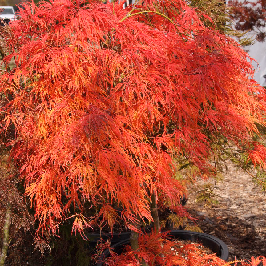 Autumn Fire Japanese Maple - thumbnail 3