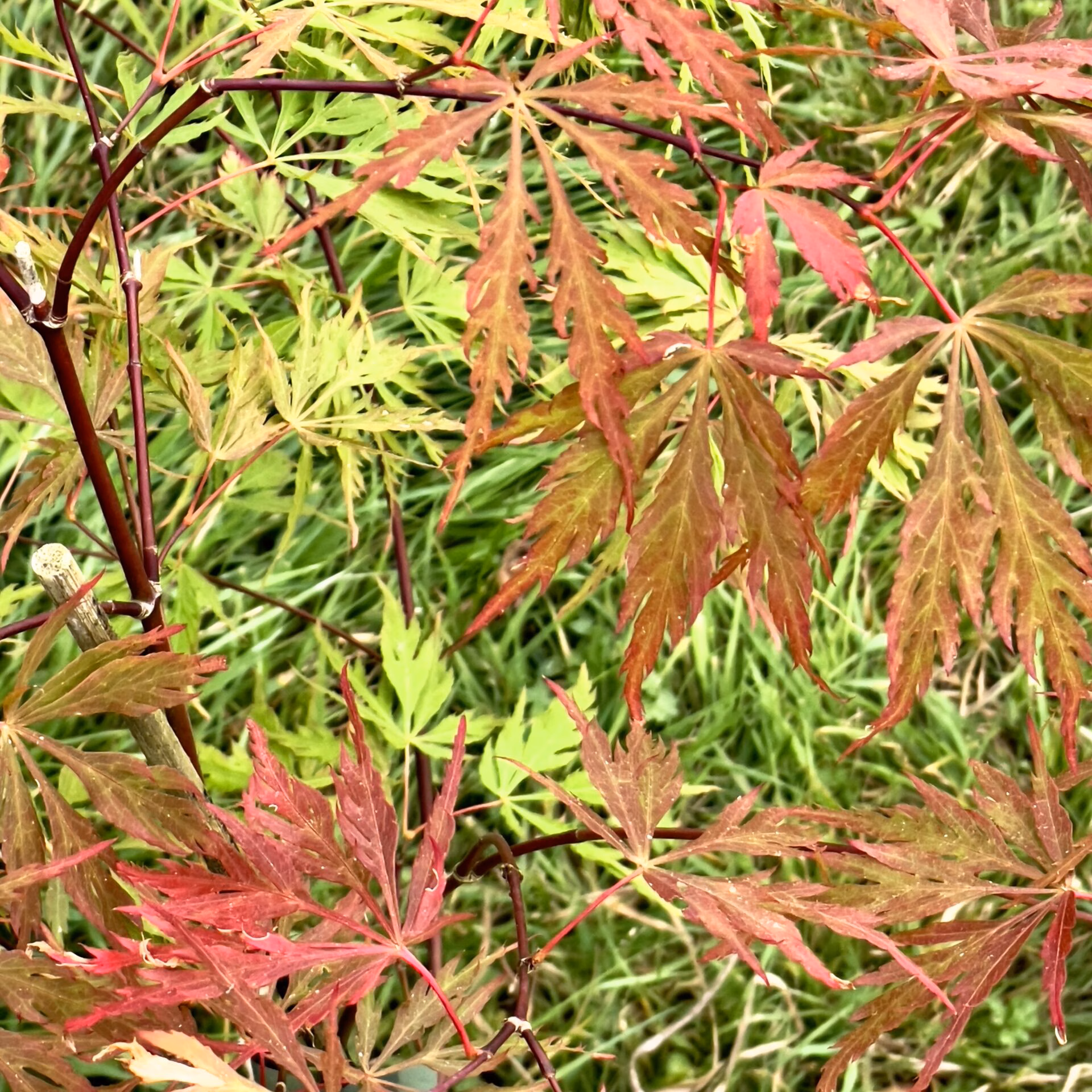 Autumn Fire Japanese Maple - thumbnail 4