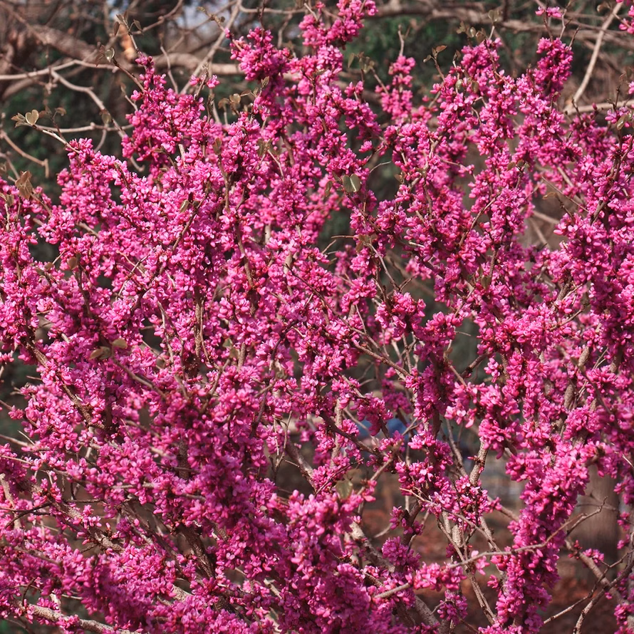 Don Egolf Redbud