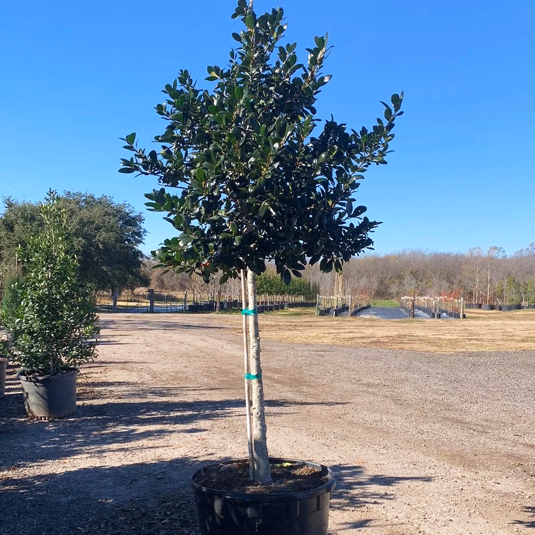 Nellie Stevens Holly – Tree Form