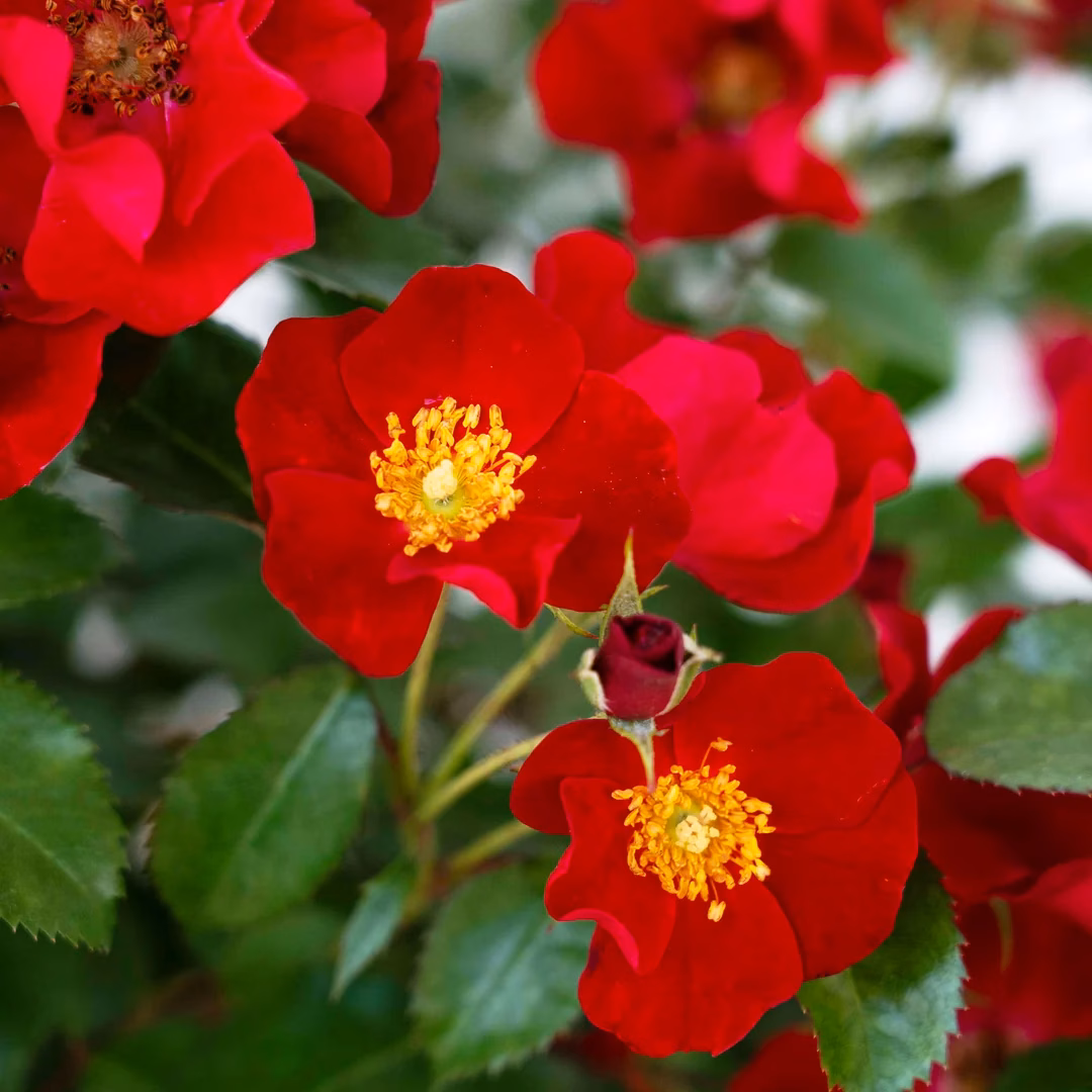 Scarlet Drift® Rose - thumbnail 4