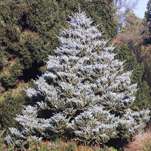 Silberlocke Korean Fir - thumbnail 3
