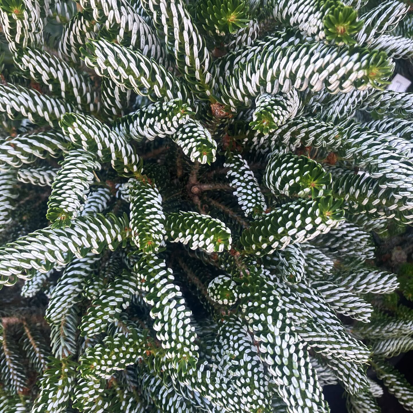 Silberlocke Korean Fir - thumbnail 2