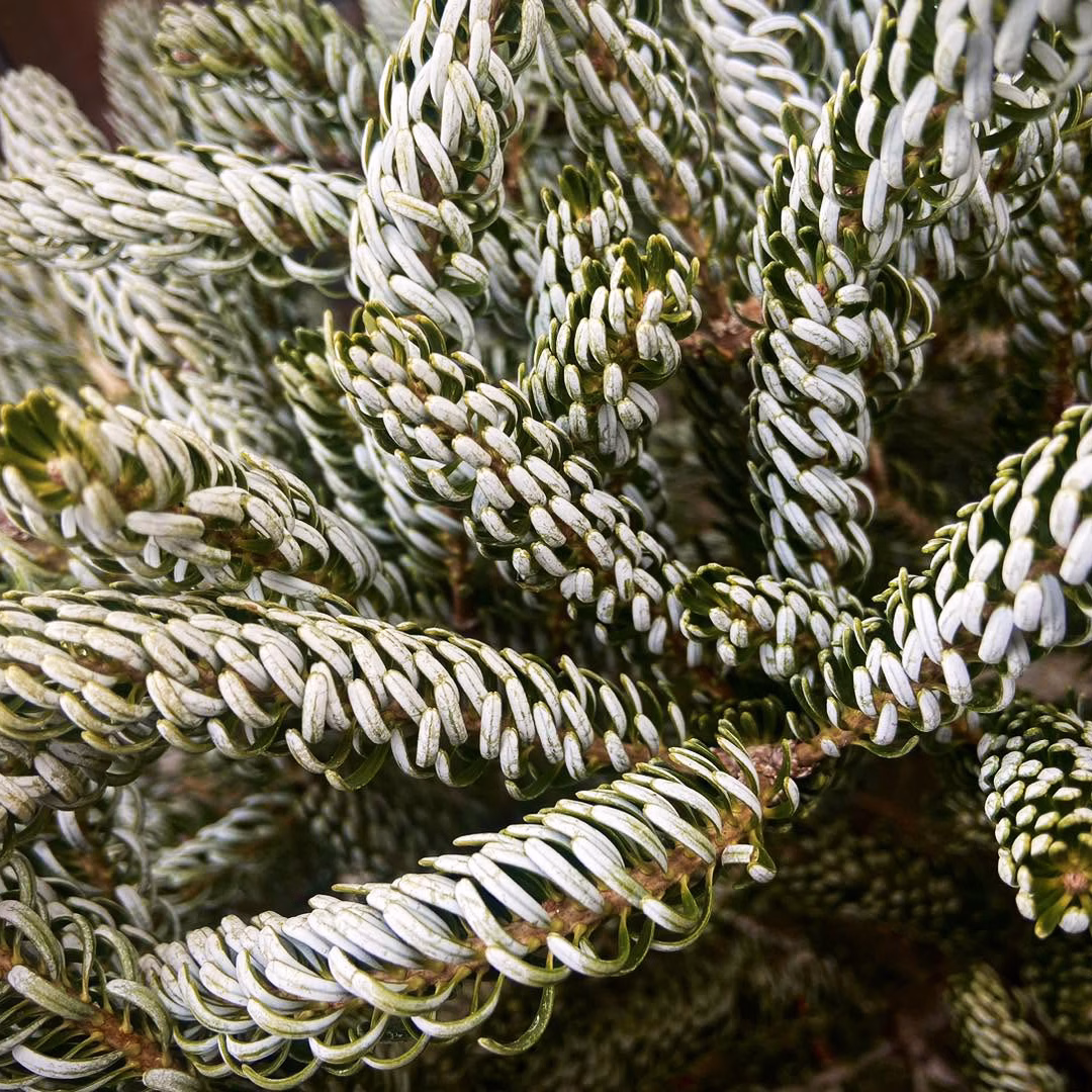 Silberlocke Korean Fir - thumbnail 4