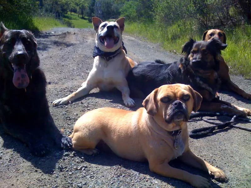 Basic Obedience Class, Gilroy – Wednesday 7:15 pm – DEPOSIT – (starts 9/23/26)
