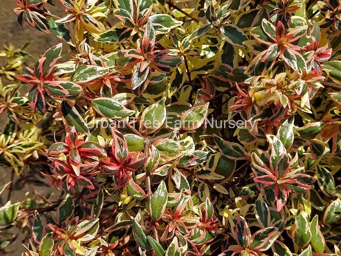 Abelia grandiflora ‘Confetti’