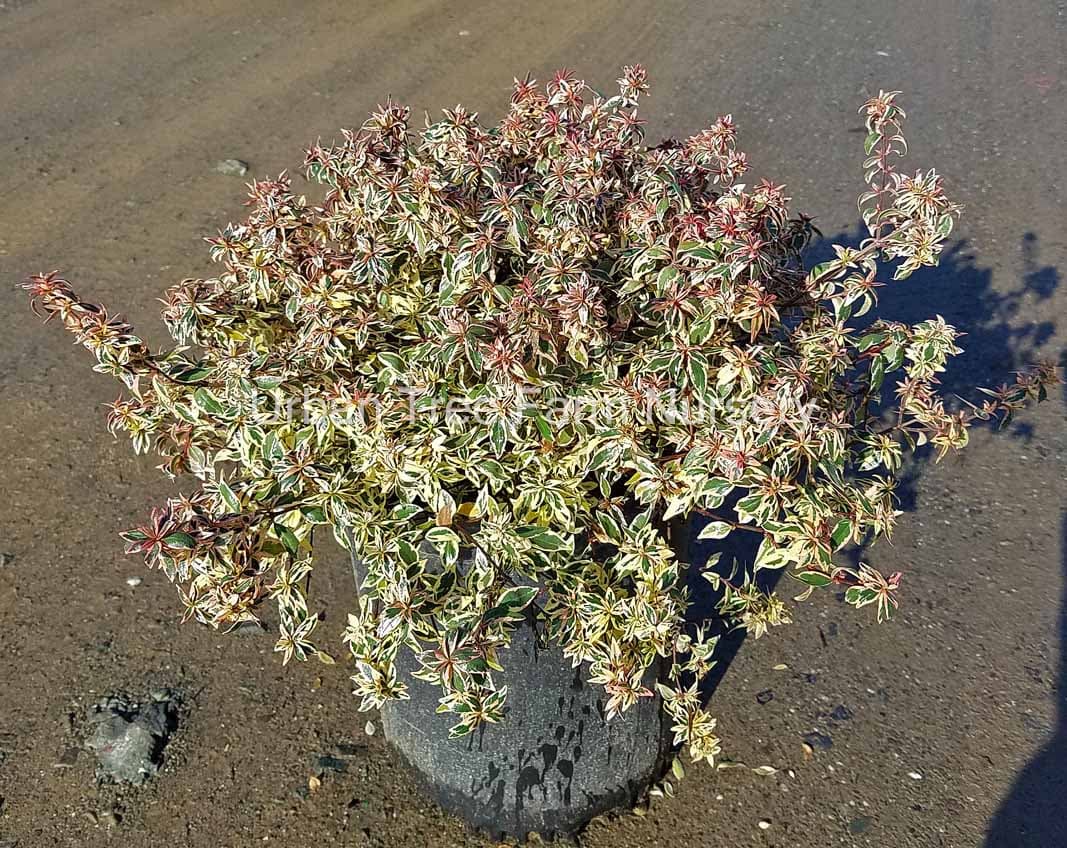 Abelia grandiflora ‘Confetti’ - thumbnail 2