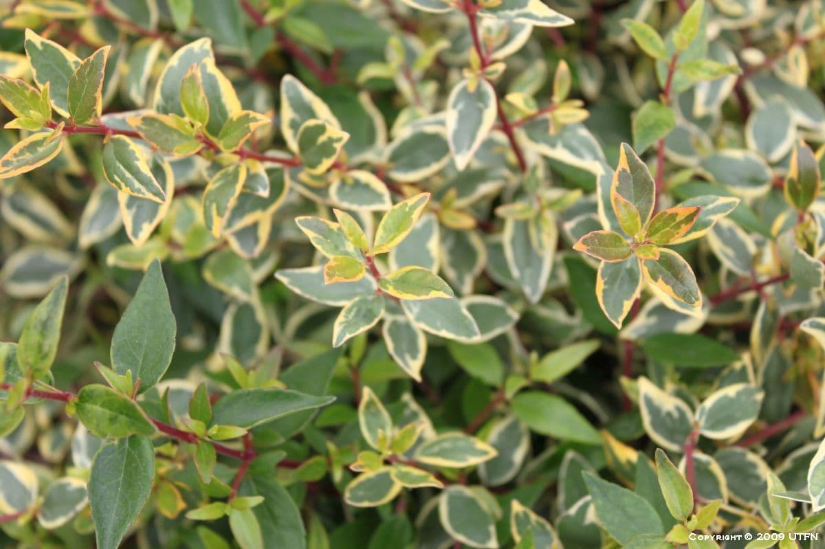 Abelia grandiflora ‘Sunrise’