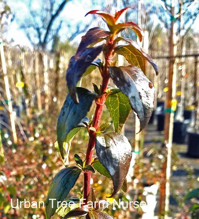 Abelia grandiflora