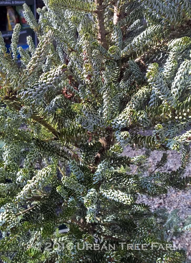 Abies balsamea fraseri