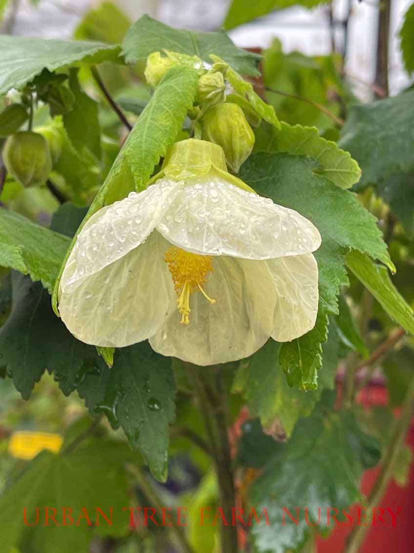 Abutilon hybridum ‘Alpha Centauri’