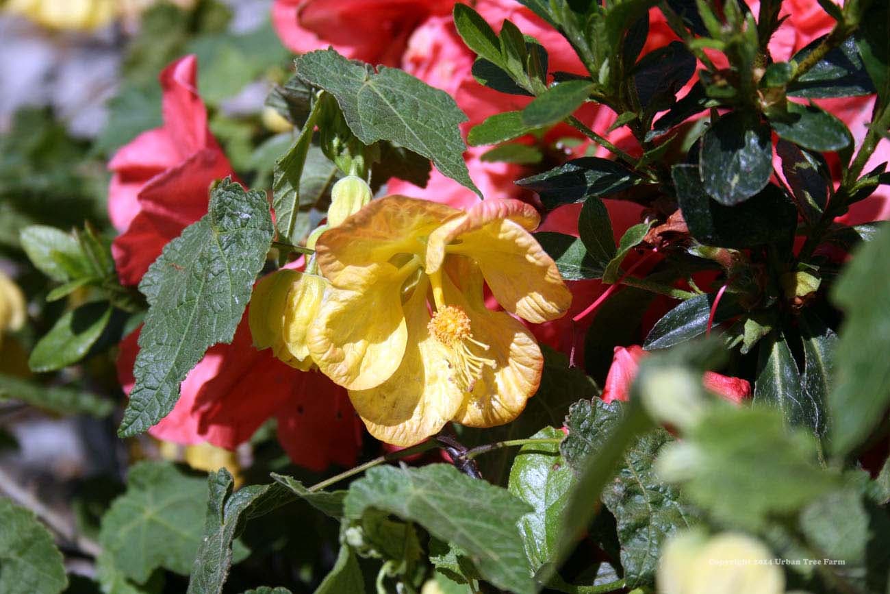 Abutilon hybridum ‘Apricot’
