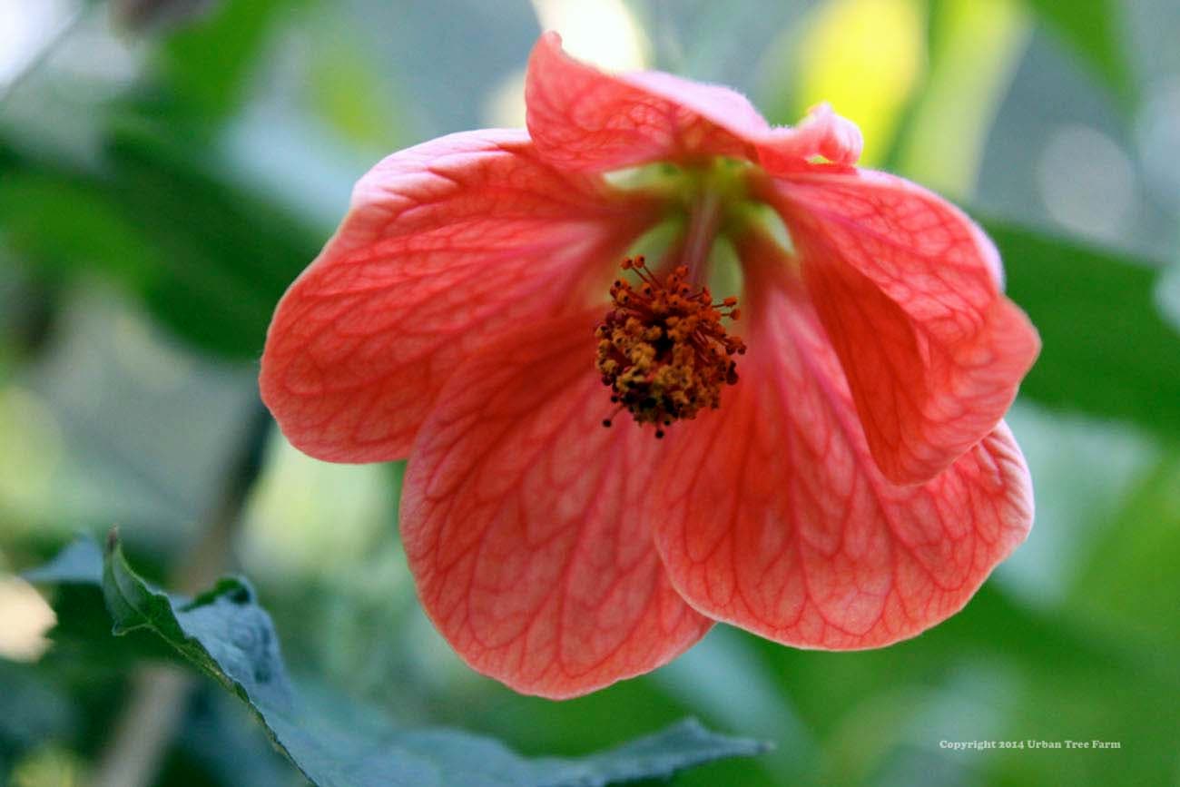 Abutilon hybridum ‘Caroline’