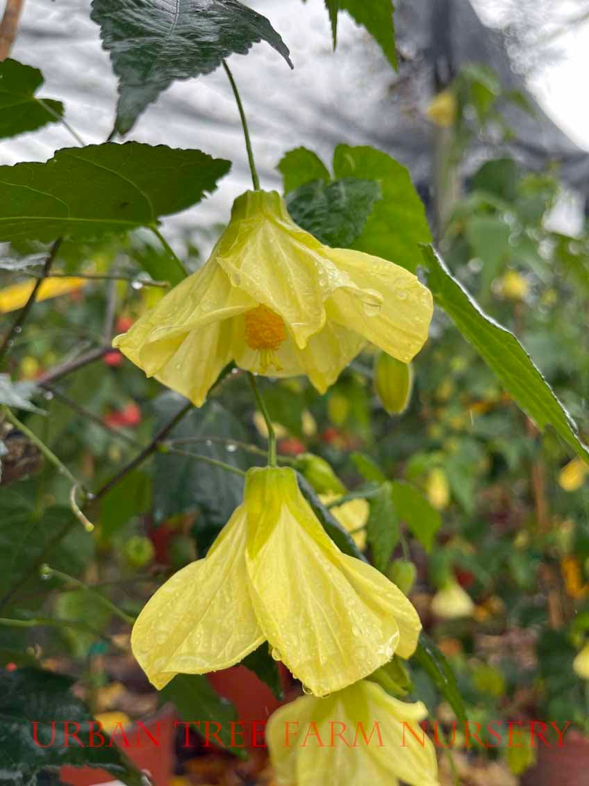 Abutilon hybridum ‘Chiffon’