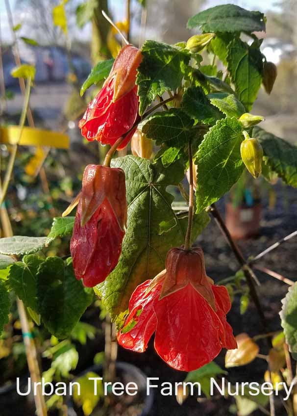 Abutilon hybridum ‘Cristina’ - thumbnail 2