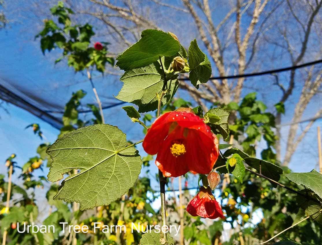 Abutilon hybridum ‘Cristina’ - thumbnail 3