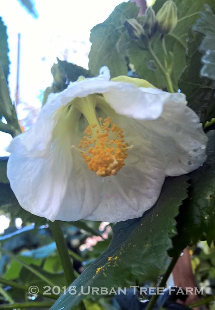 Abutilon hybridum ‘Cygnet TM’