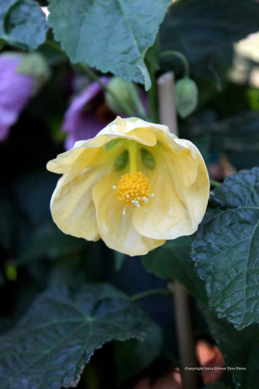 Abutilon hybridum ‘Moonchimes’