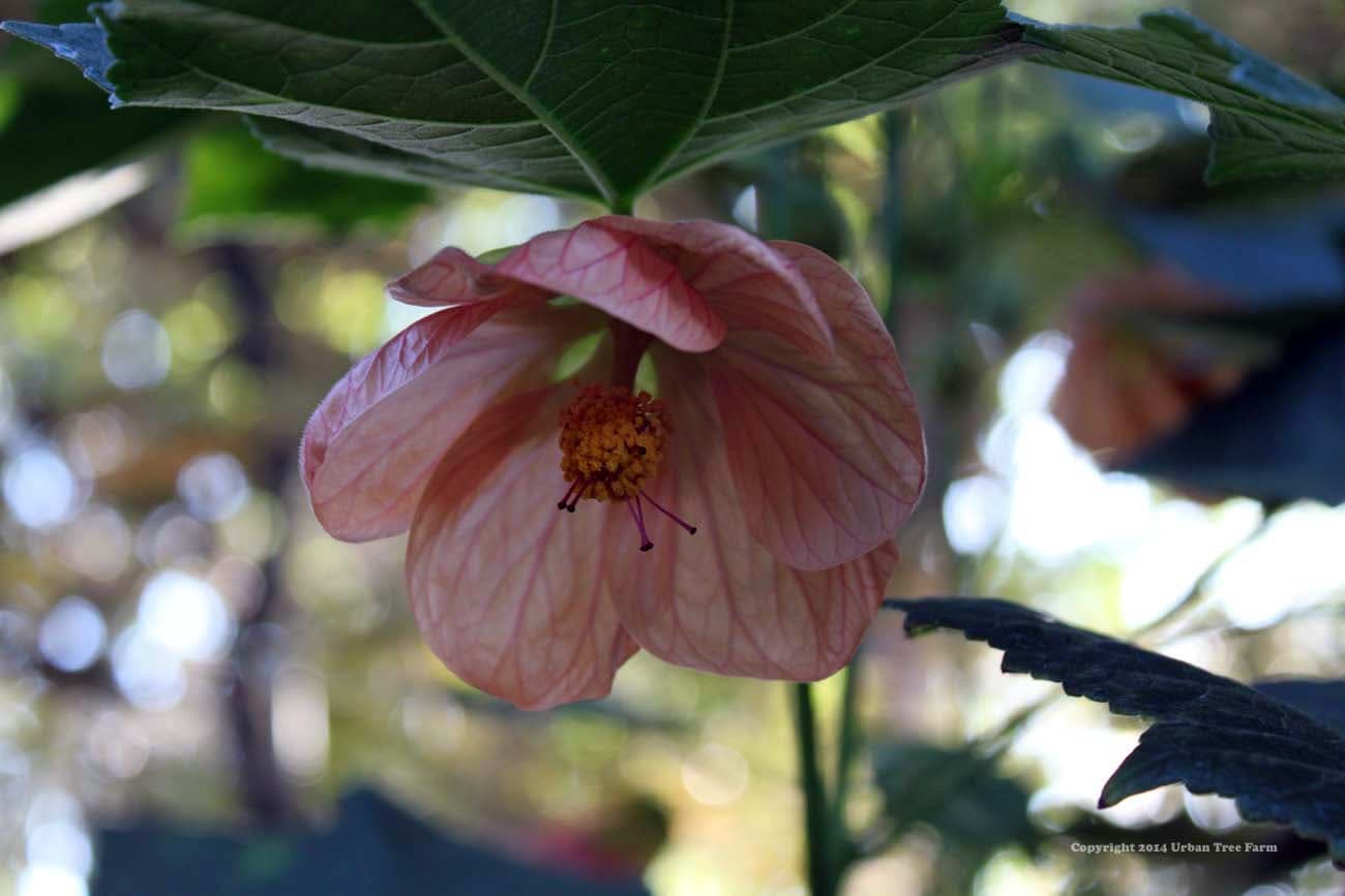 Abutilon hybridum ‘Peach’