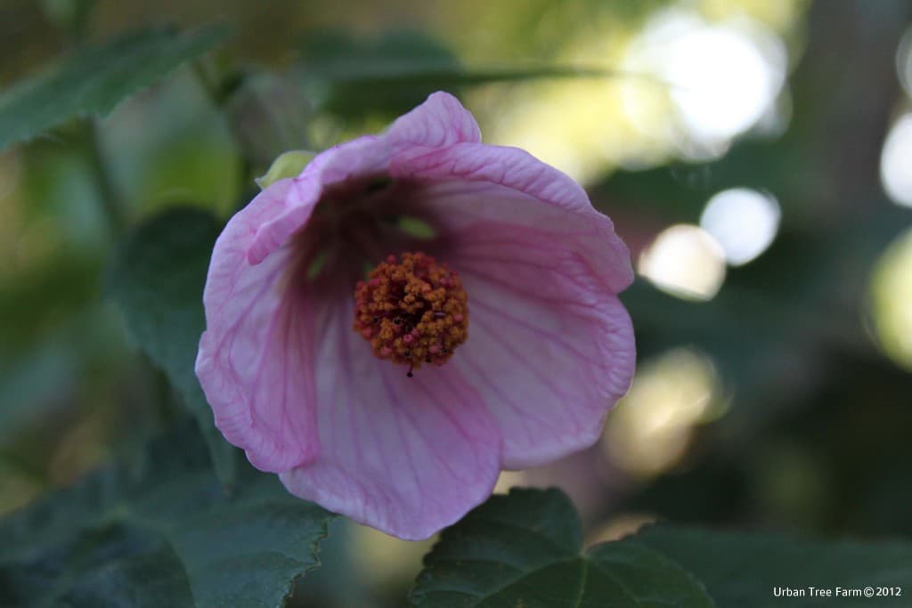 Abutilon hybridum ‘Pink’
