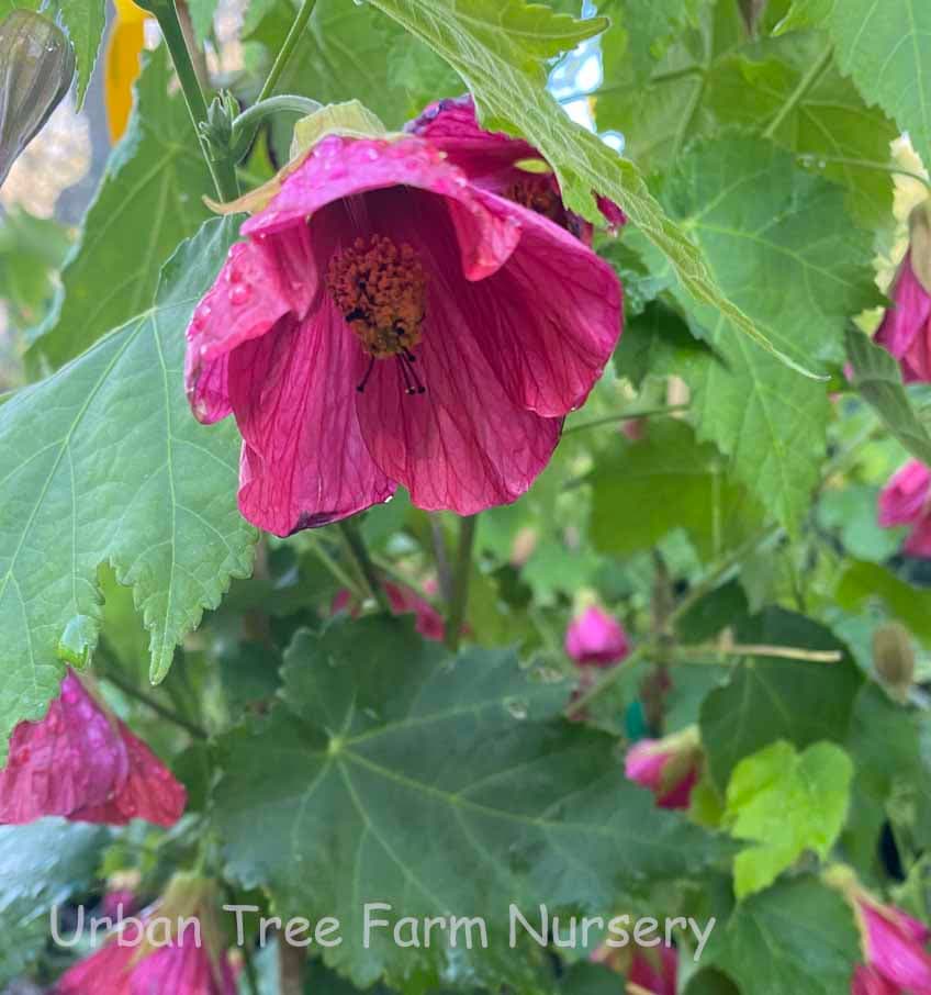 Abutilon hybridum ‘Scarlet Fire’