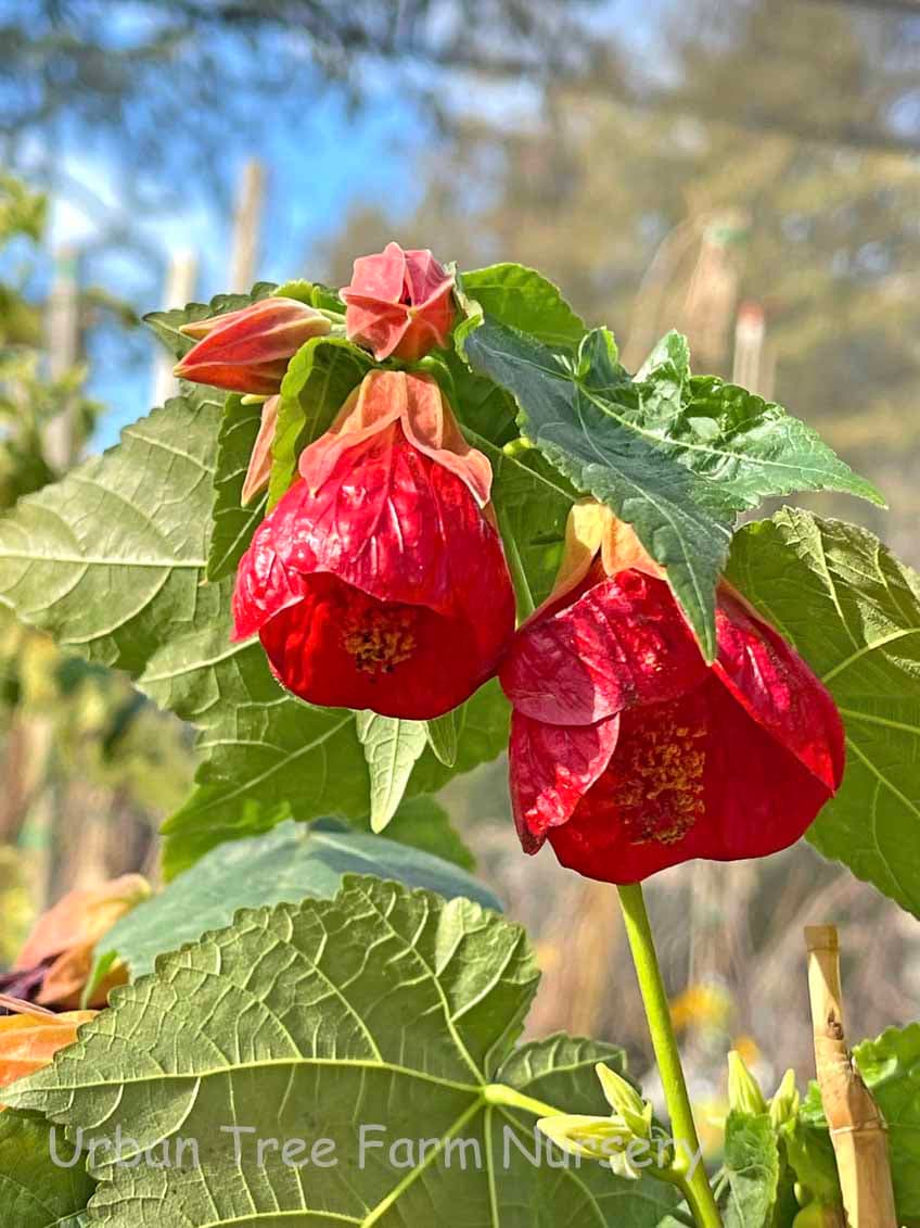 Abutilon hybridum ‘Strybing Red’