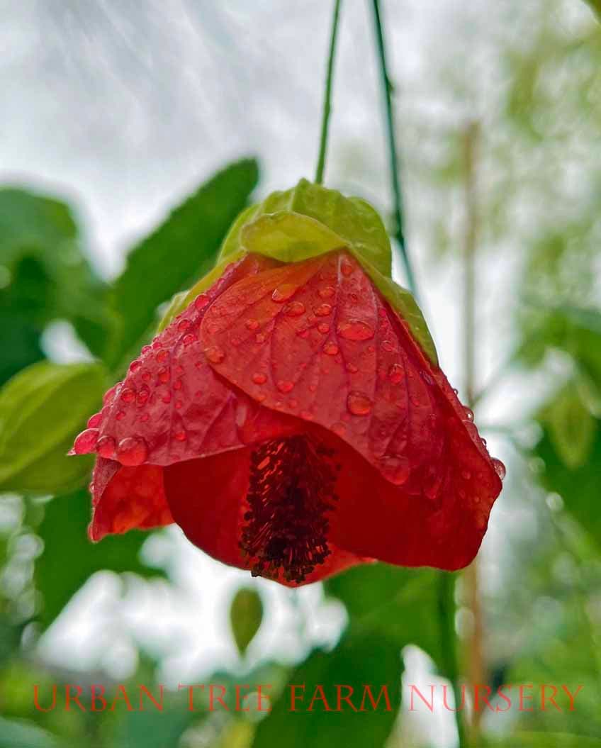 Abutilon hybridum ‘Tangerine’
