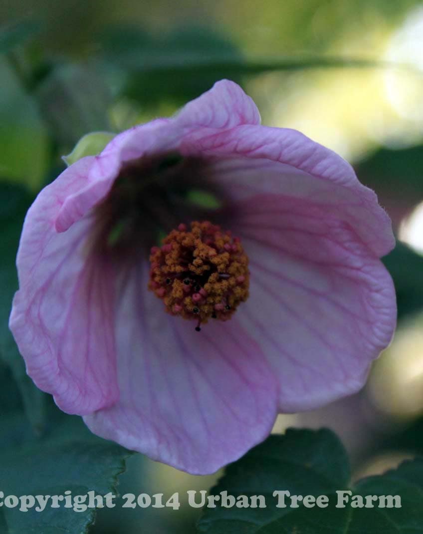 Abutilon hybridum ‘Pink’ PATIO