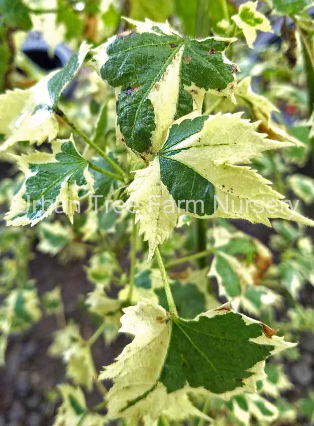 Abutilon hybridum ‘Savitzii’