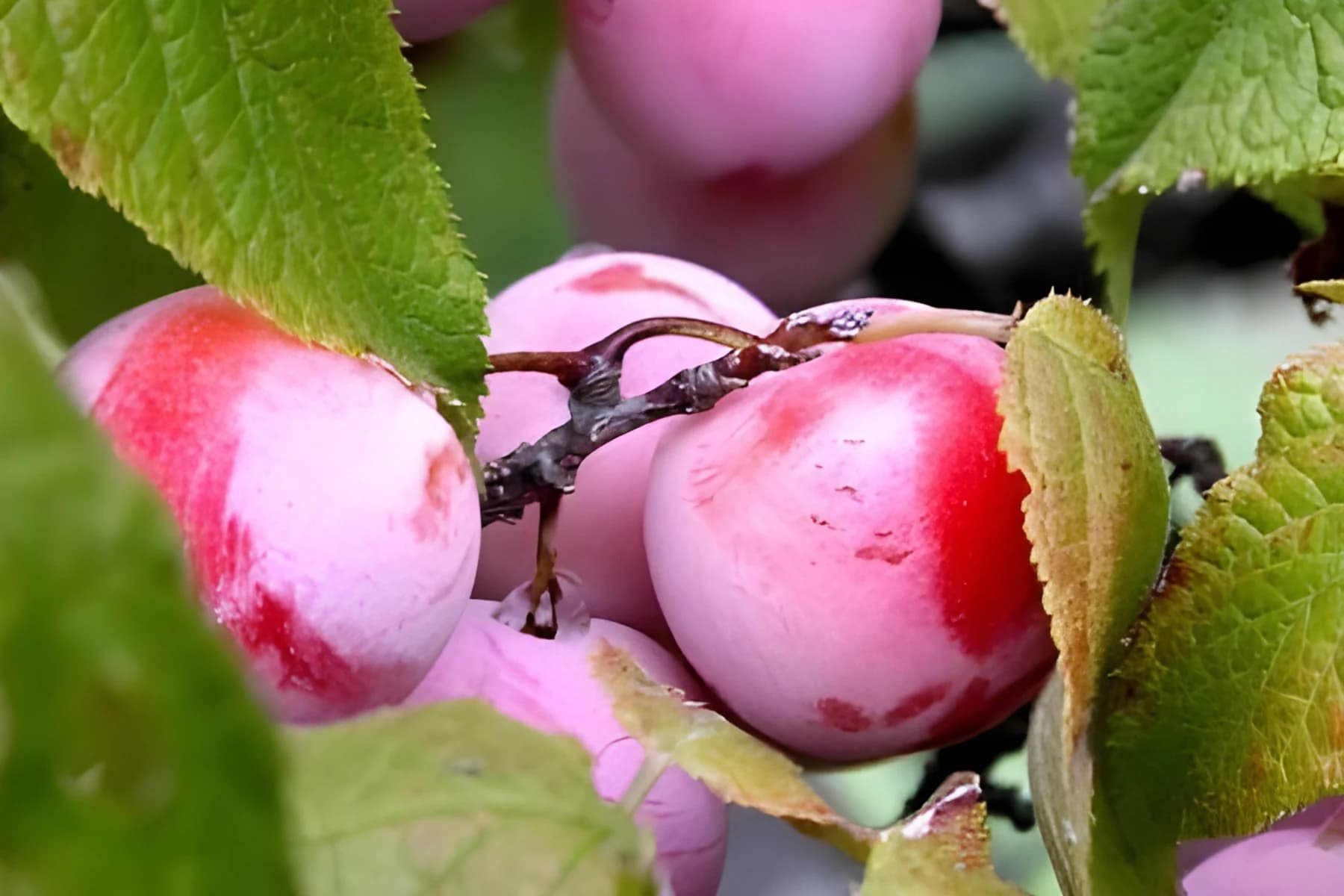 Mexican Plum – Shipping Fall 2026