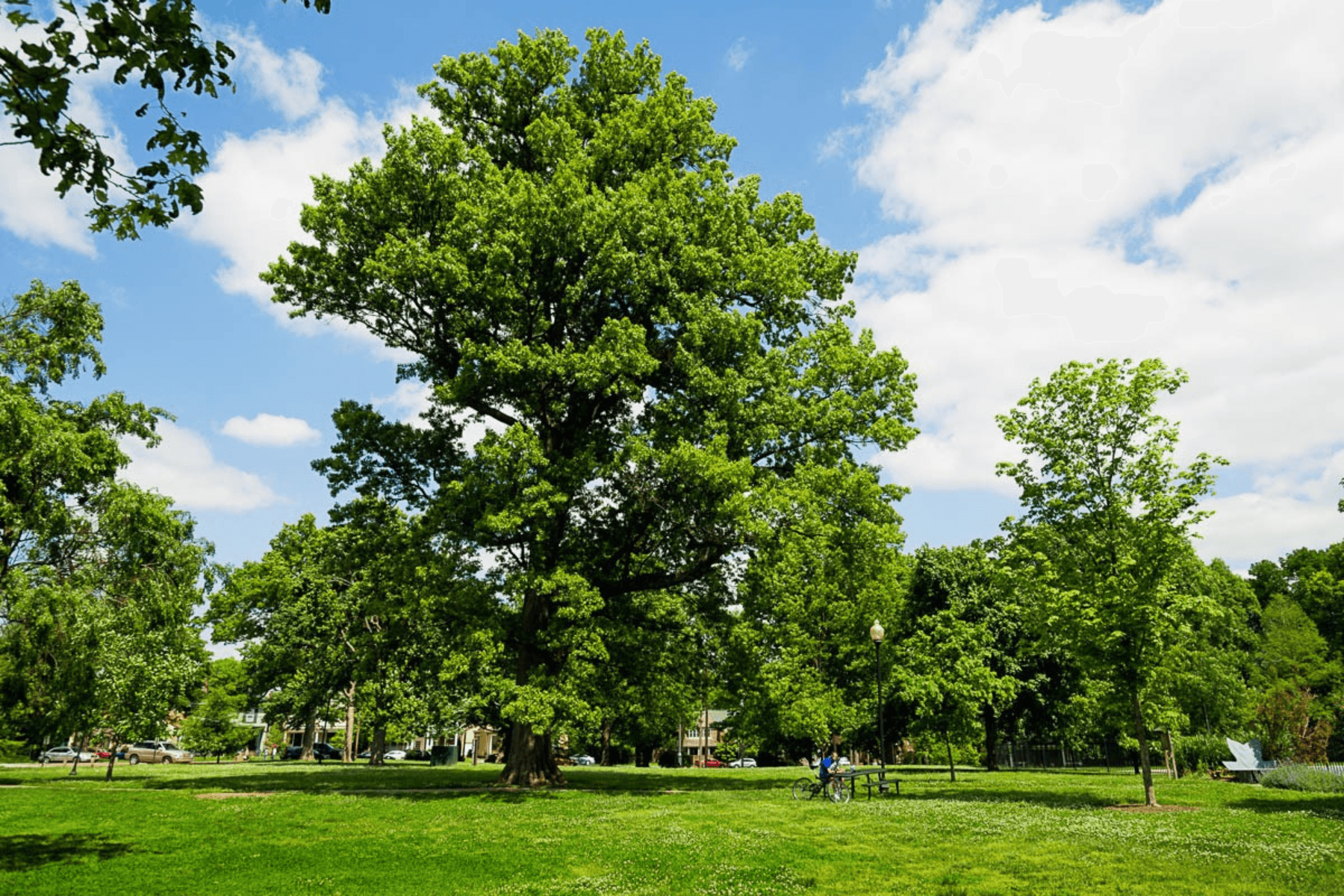 Shumard Oak - thumbnail 5