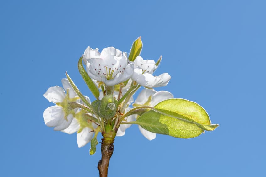 Bartlett Pear – Shipping Fall 2026 - thumbnail 3