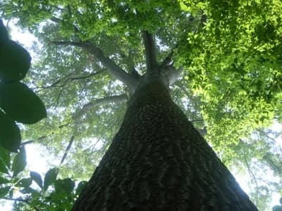 Shumard Oak - thumbnail 6